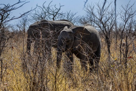 Elefanten am Rhino Drive im Etoscha Nationalpark