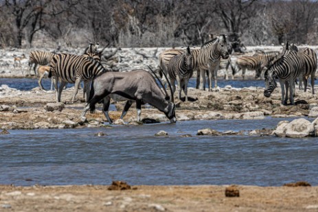 Zebras an Wasserloch im Etoscha Nationalpark