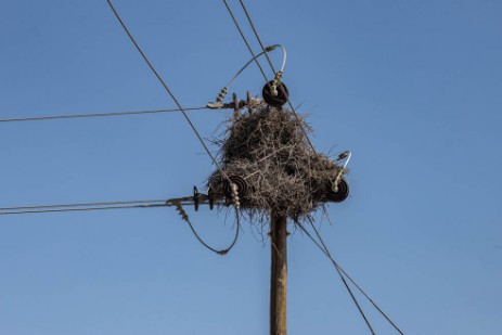 Webervogelnest auf Strommasten im Etoscha Nationalpark