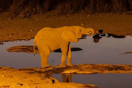 Elefant am Wasserloch des Halali Camp im Etoscha Nationalpark