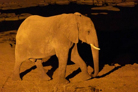 Elefant am Wasserloch Moringa im Etoscha Nationalpark