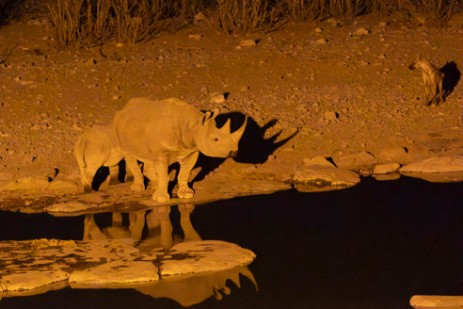 Rhino mit Kalb am Wasserloch Moringa im Etoscha Nationalpark
