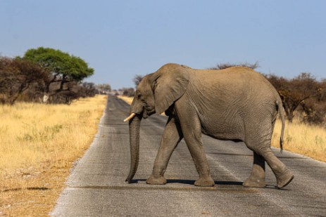 Elefant auf Straße im Etoscha Nationalpark