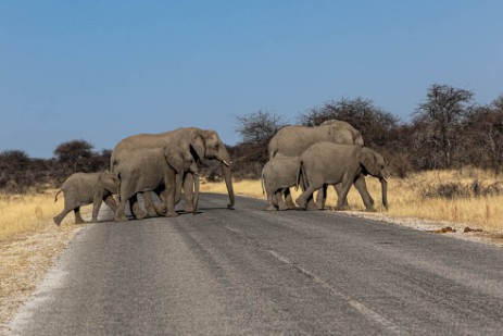 Elefanten auf Straße im Etoscha Nationalpark