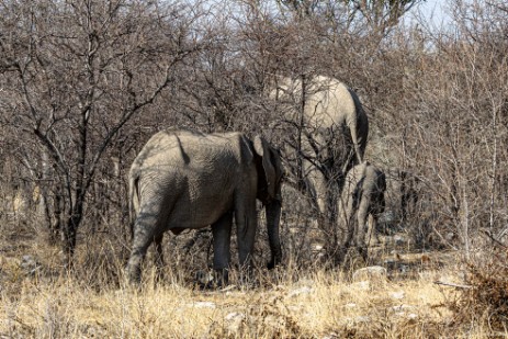 Elefanten im Etoscha Nationalpark