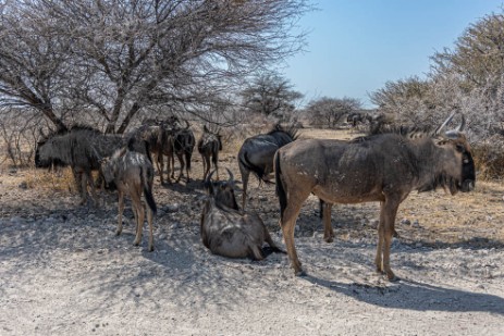 Gnus unter Baum im Etoscha Nationalpark