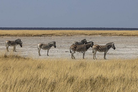 Zebras in Etoschapfanne