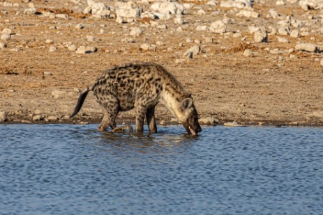 Hyäne am Wasserloch Klein Namutoni im Etoscha Nationalpark