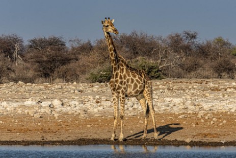 Giraffe am Wasserloch Klein Namutoni im Etoscha Nationalpark