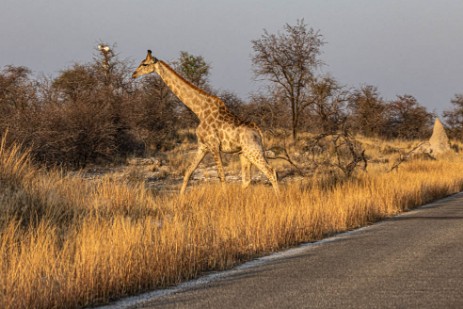 Giraffe auf Rückfahrt von Namutoni im Etoscha Nationalpark