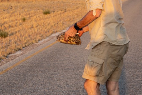 Manfred trägt Schildkröte von der Straße auf Rückfahrt von Namutoni im Etoscha Nationalpark