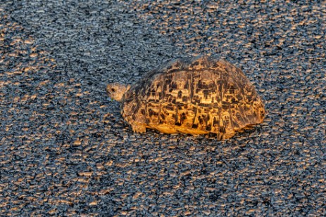 Schildkröte auf der Straße auf Rückfahrt von Namutoni im Etoscha Nationalpark