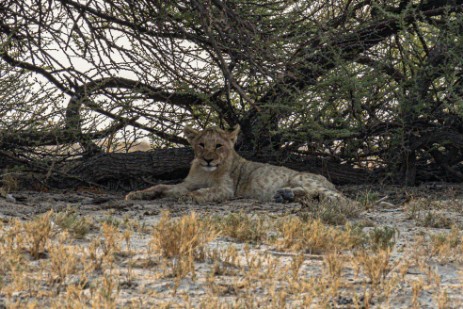 Löwe im Etoscha Nationalpark