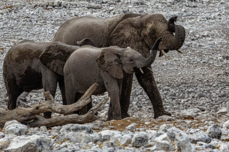 Elefanten am Wasserloch Olifantsbad im Etoscha Nationalpark
