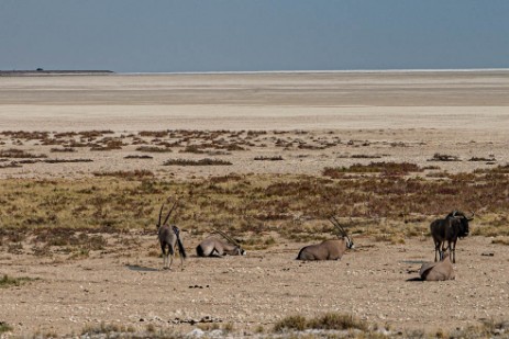 Oryxe und Gnu im Etoscha Nationalpark