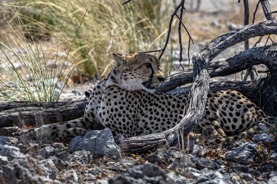 Gepard im Etoscha Nationalpark