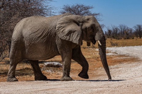 Elefant auf Piste in Etosha West