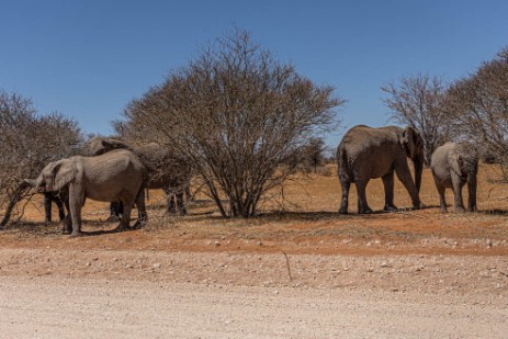 Elefanten in Etosha West