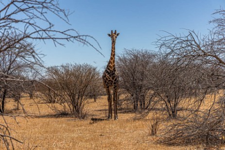 Giraffe in Etosha West