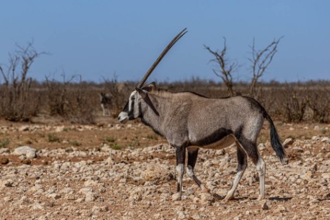 Oryx in Etosha West