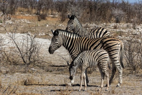 Zebras in Etosha West
