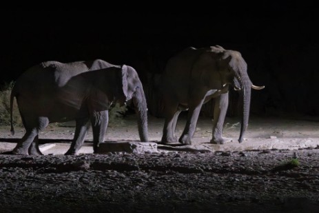 Elefanten am Wasserloch in Hobatere Lodge