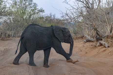 Junger Elefant auf Piste im Chobe Nationalpark