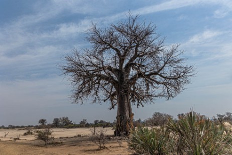 Baobab im Bwawata Nationalpark 