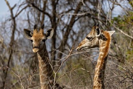 Giraffen im Bwawata Nationalpark 
