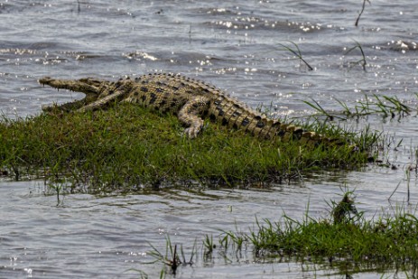 Junges Krokodil im Bwawata Nationalpark 