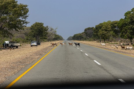 Ziegen auf der Straße in Namibia