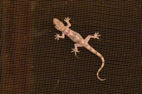 Gecko bei Ndhovu Safari Lodge in Namibia