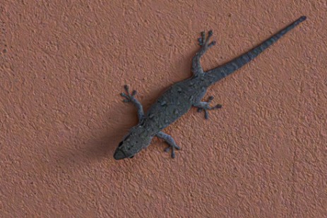 Gecko bei Ndhovu Safari Lodge in Namibia