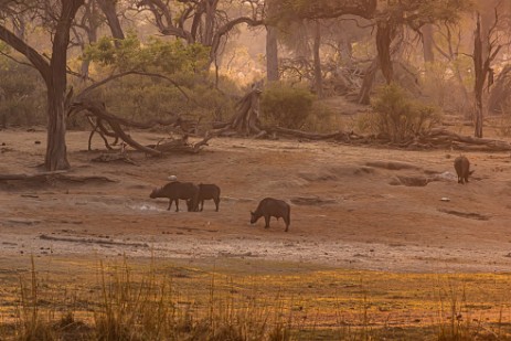Namibia - Büffel bei Sonnenaufgang bei Ndhovu Safari Lodge
