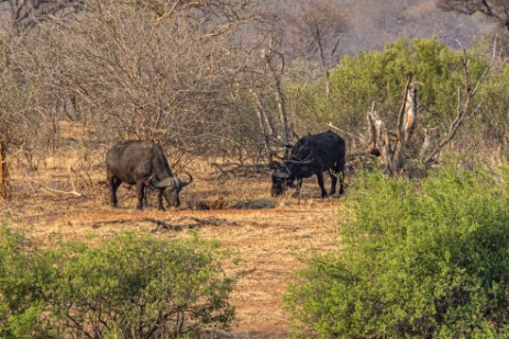 Namibia - Büffel gegenüber der Ndhovu Safari Lodge