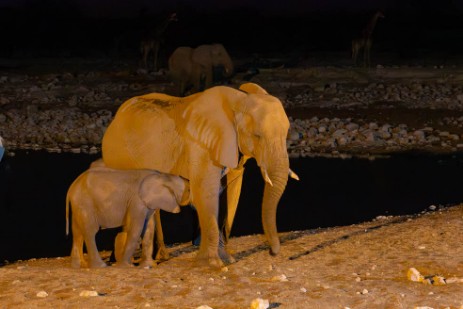 Säugender Elefant am Wasserloch Okaukuejo