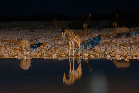 Giraffe und Rhinos am Wasserloch Okaukuejo