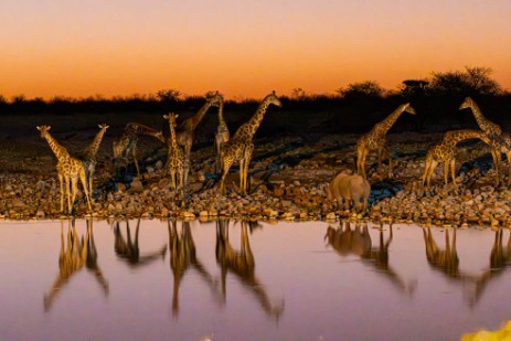 Giraffen am Wasserloch Okaukuejo