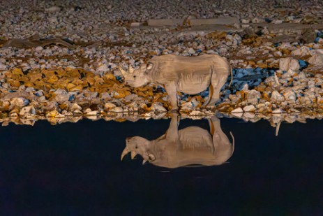 Rhino am Wasserloch Okaukuejo